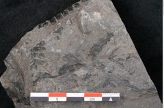 Foto (Detailansicht) von Plantae indet.  (NHMW-GEO-2024-0188-11520)